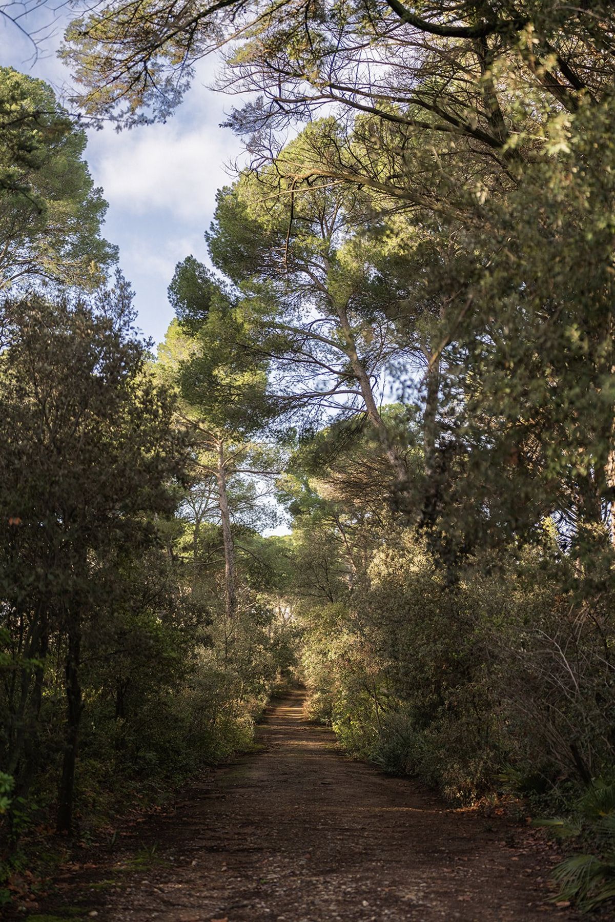 Wooded approach path lined with pines on chateau estate at Chateau du Terral