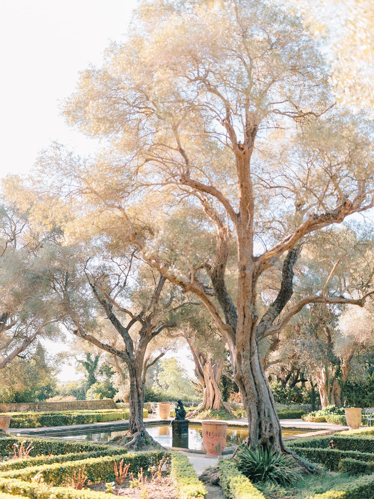 Olive trees and clipped hedging in the gardens
