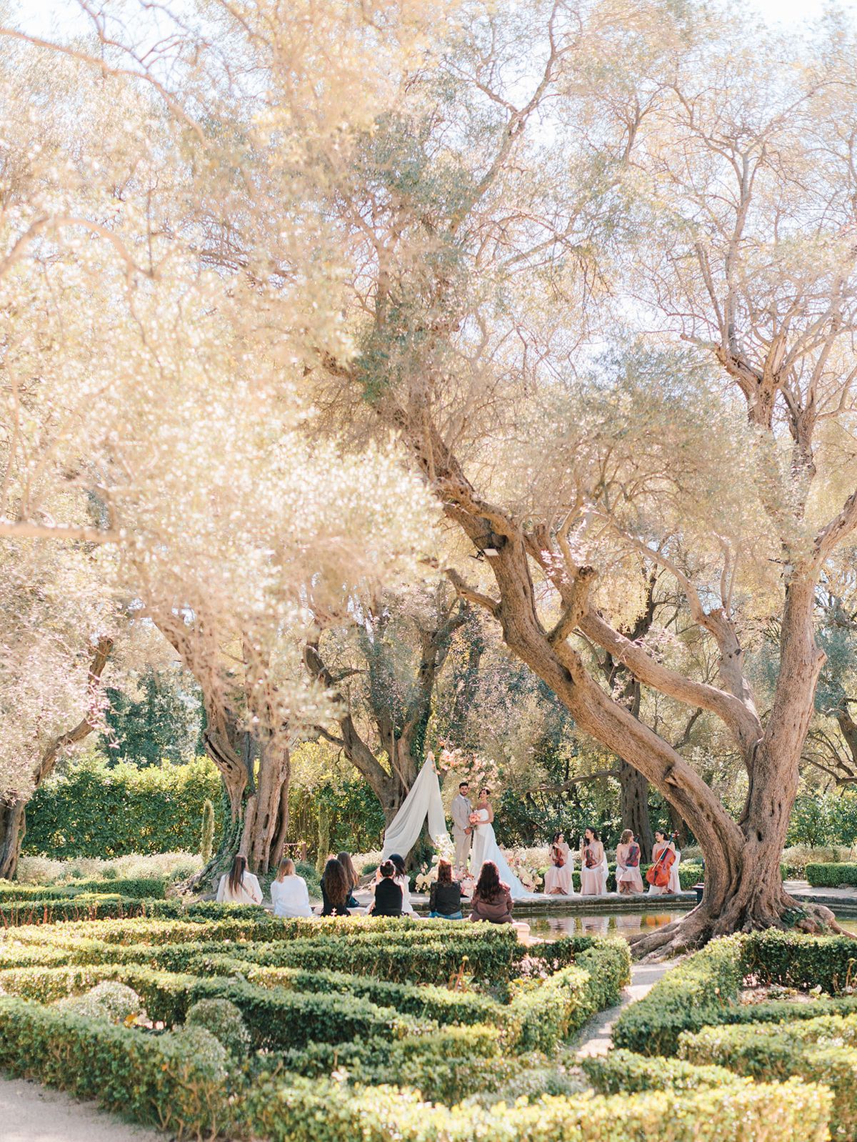 Olive grove and clipped garden looking toward the ceremony