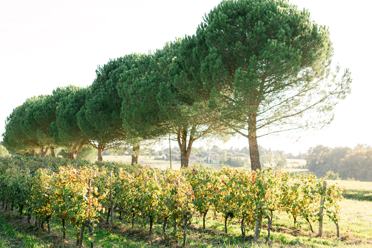 Umbrella pines above autumn vineyards on the estate