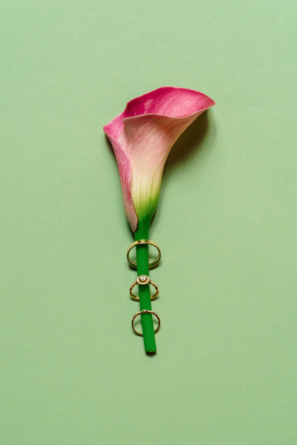 Pink calla lily threaded with gold wedding rings on a green background