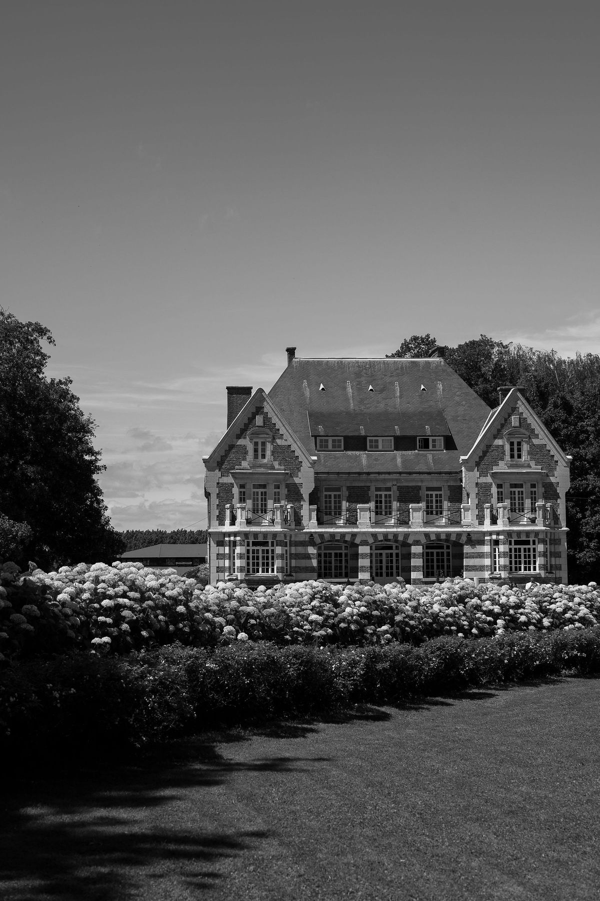Black and white view of a large chateau with steep roofs beyond a lawn and a hedge of flowering hydrangeas.