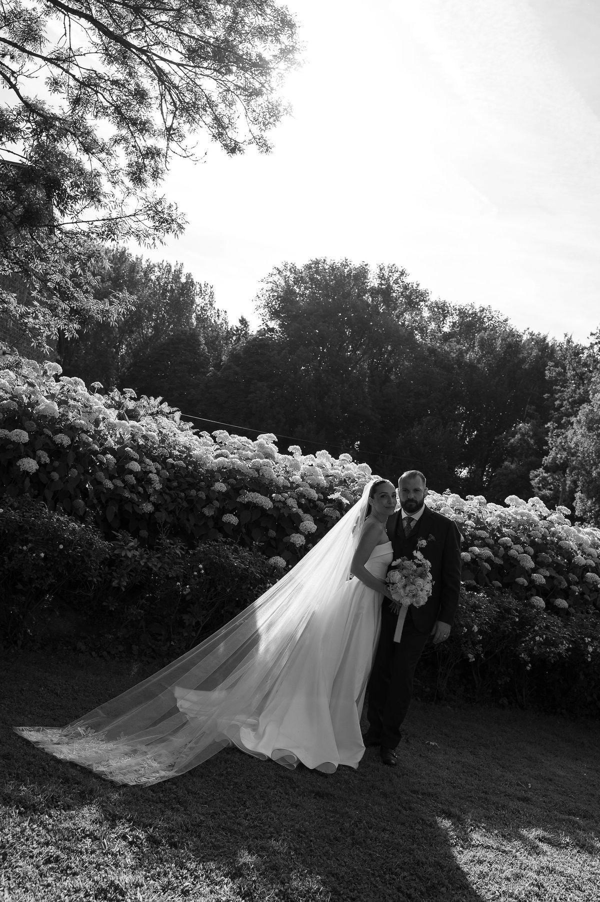 Black and white image of the couple standing on grass beside a hydrangea hedge, the bride's long veil spread behind her.