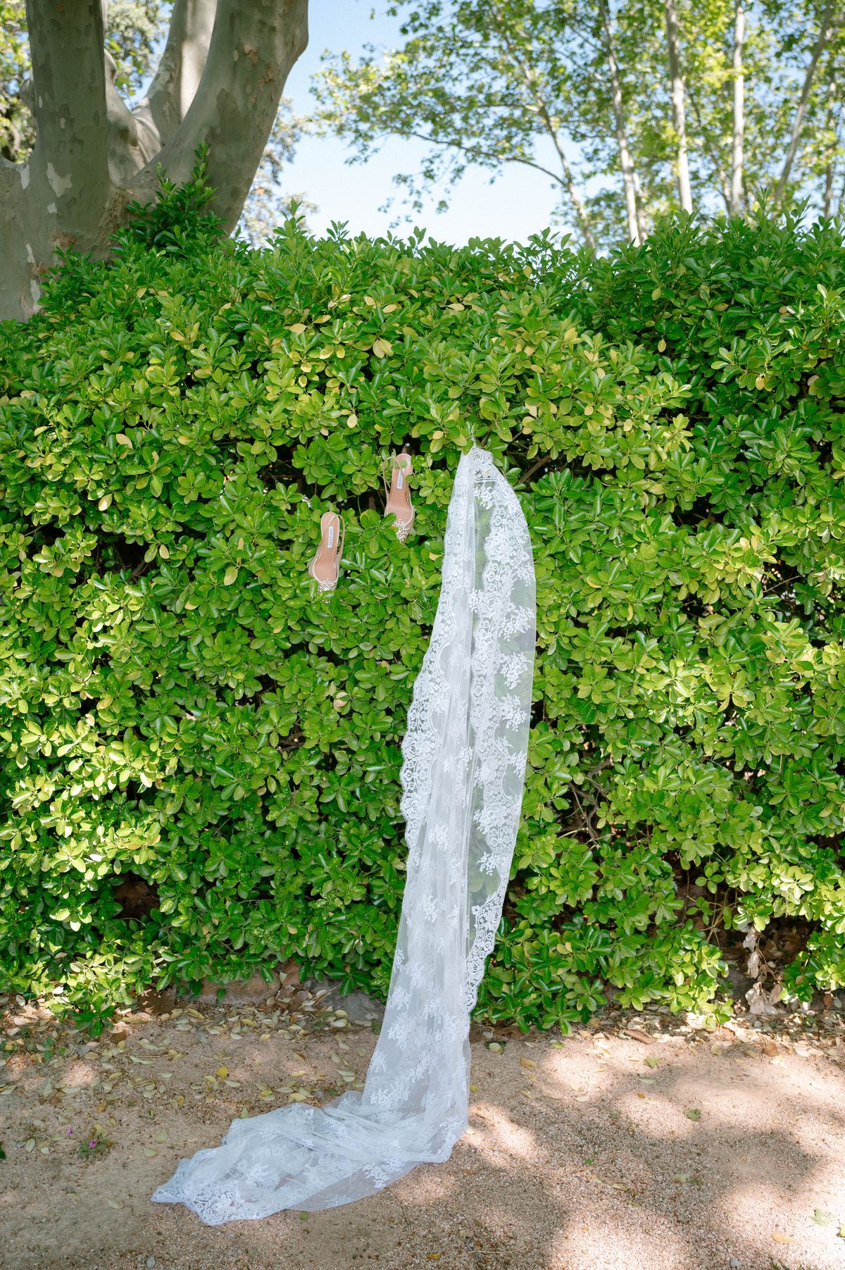 White lace veil trailing across a clipped green hedge, styled as a detail shot
