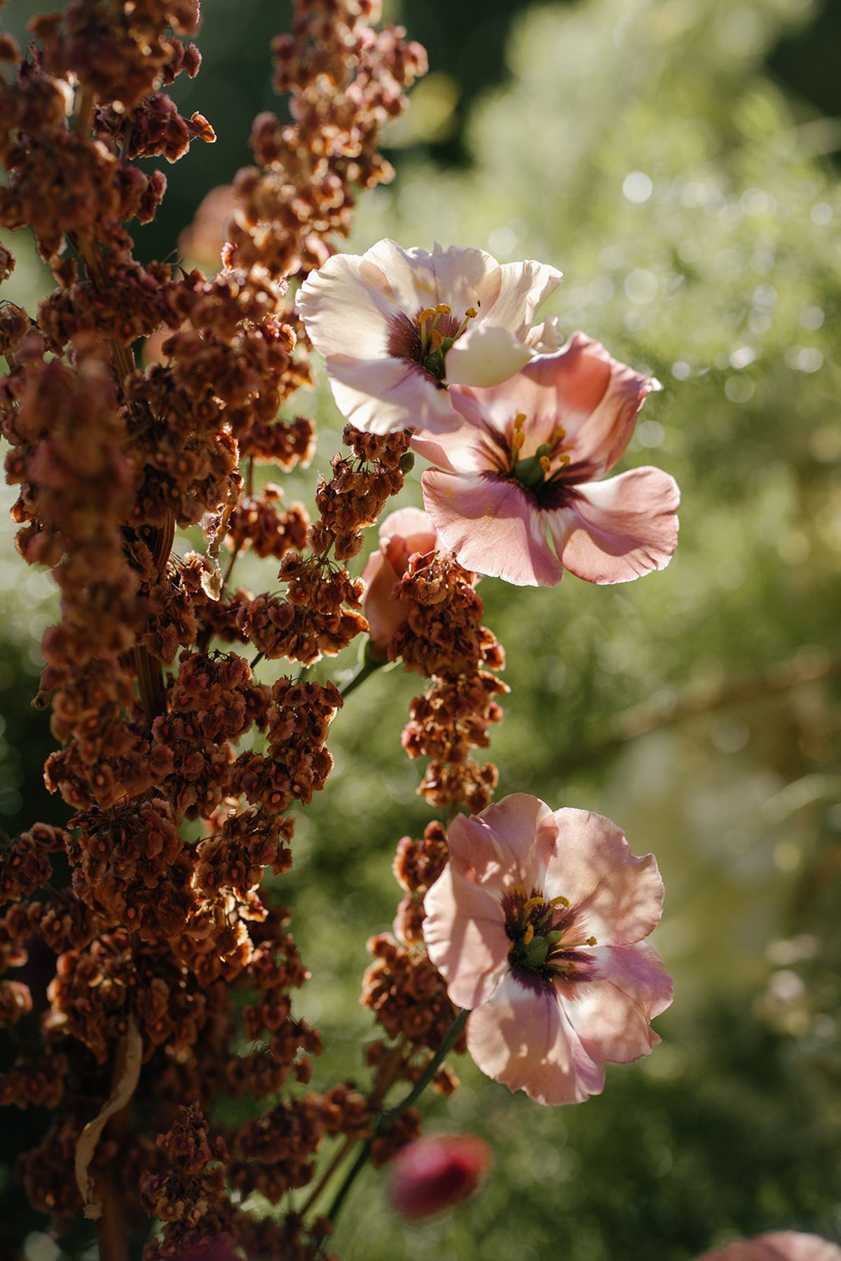 Poppies and dried grasses in the estate garden