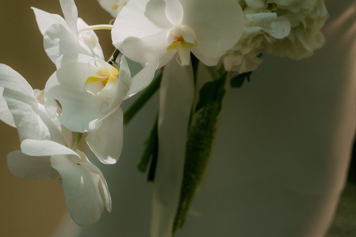 Close-up of white orchid blooms