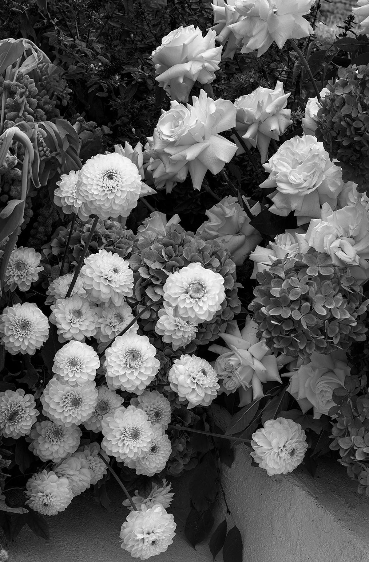 A dense arrangement of roses, dahlias and hydrangeas photographed in black and white, with layered petals filling the frame.