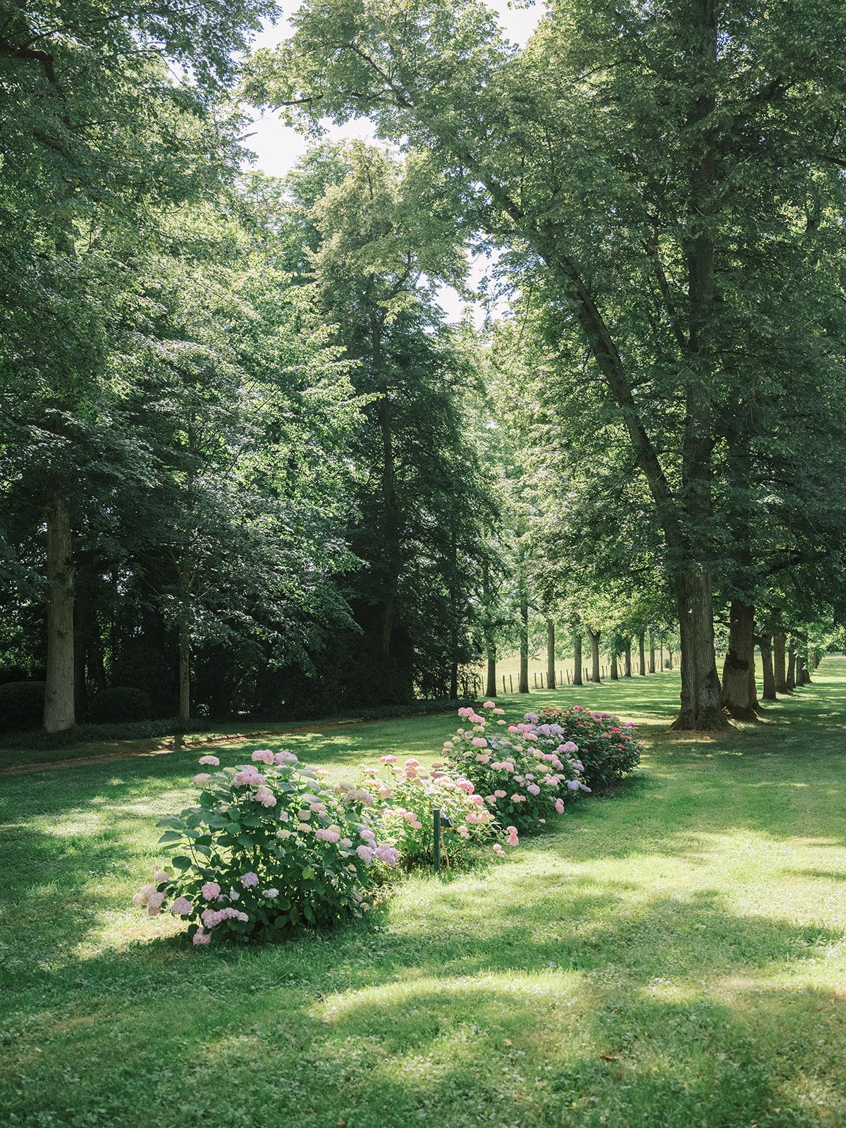 Hydrangeas and mature trees in the park at La Chassagne