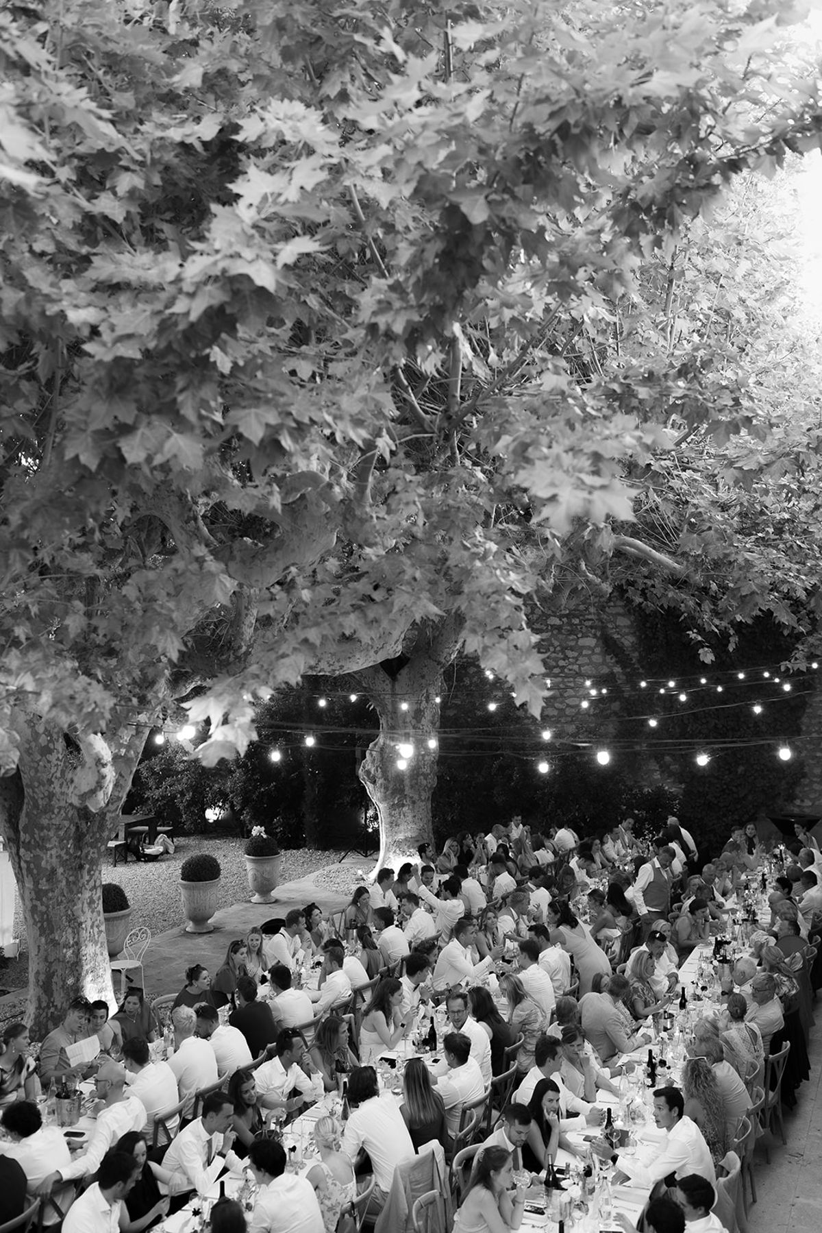 Guests at dinner beneath the plane trees and string lights