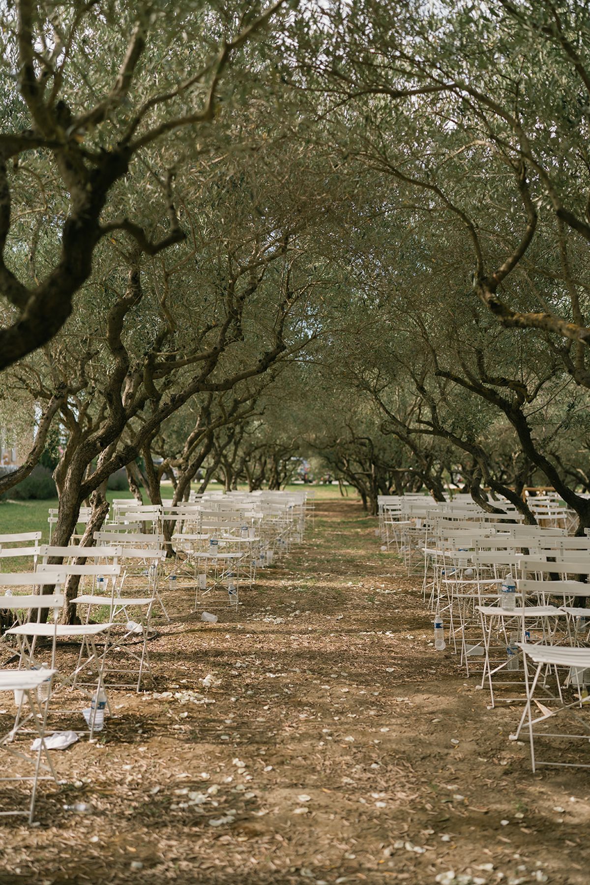 The olive grove laid out with white chairs for the ceremony