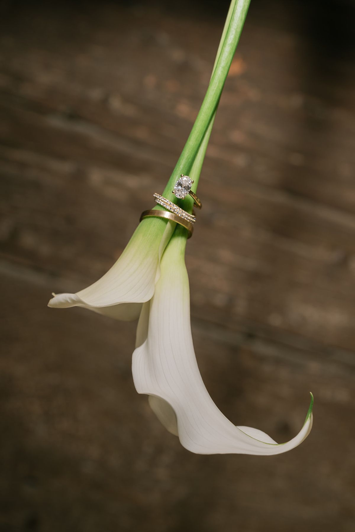 The wedding rings slipped onto the stem of a calla lily