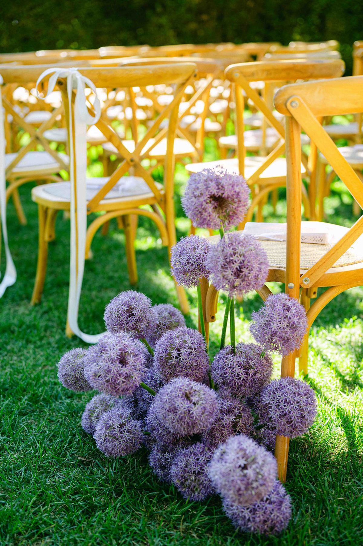 A cluster of round purple allium flowers rests on the grass beside rows of wooden cross-back chairs tied with white ribbon.
