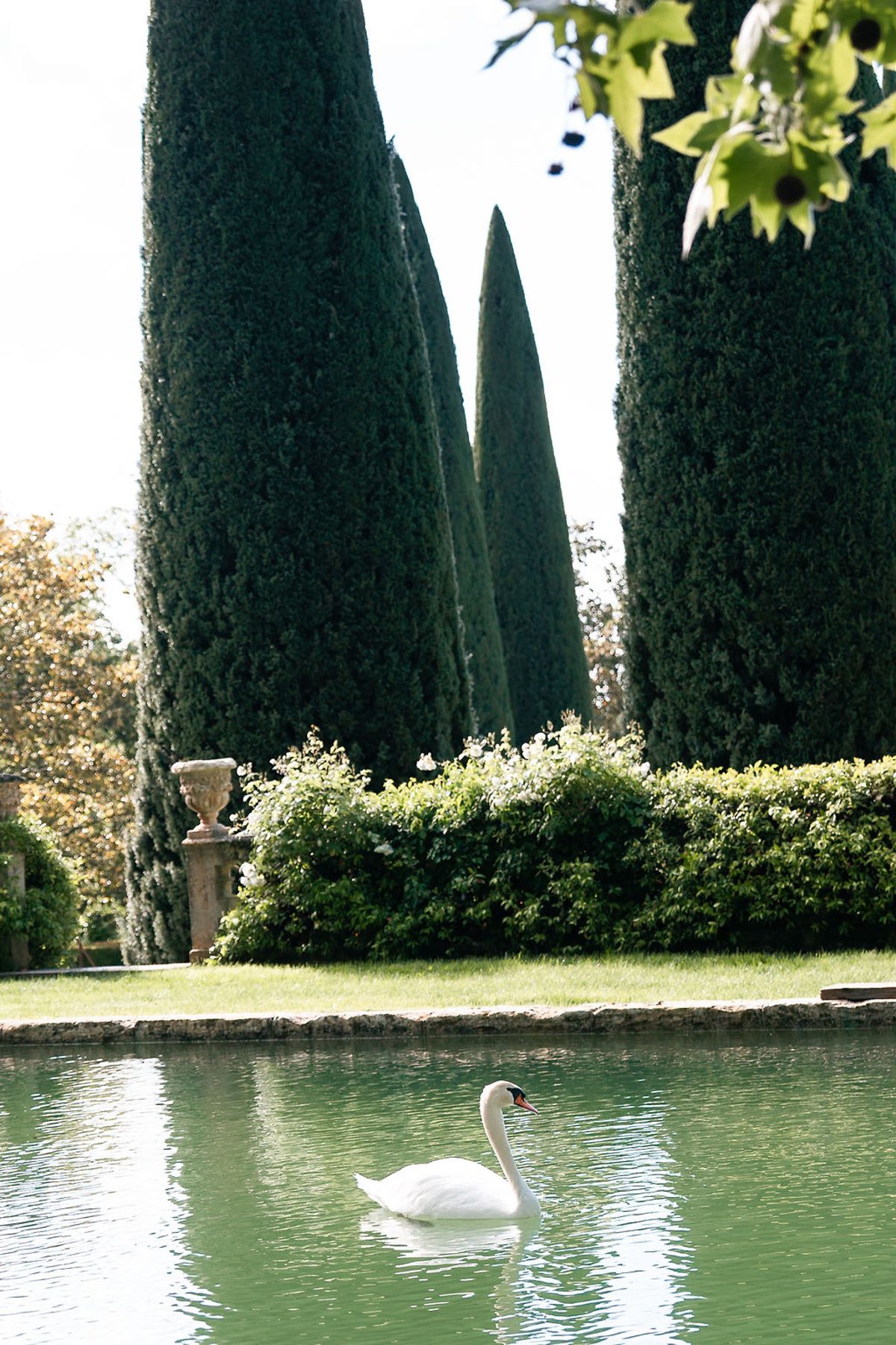 A swan on the ornamental pond below the cypresses and clipped hedges in the gardens at Château de Sannes, Provence