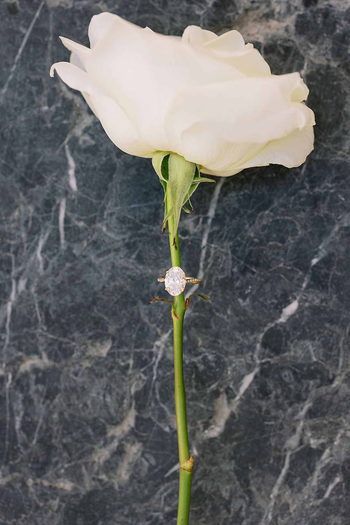 A single white rose lies on dark grey marble with a diamond ring resting on its green stem.