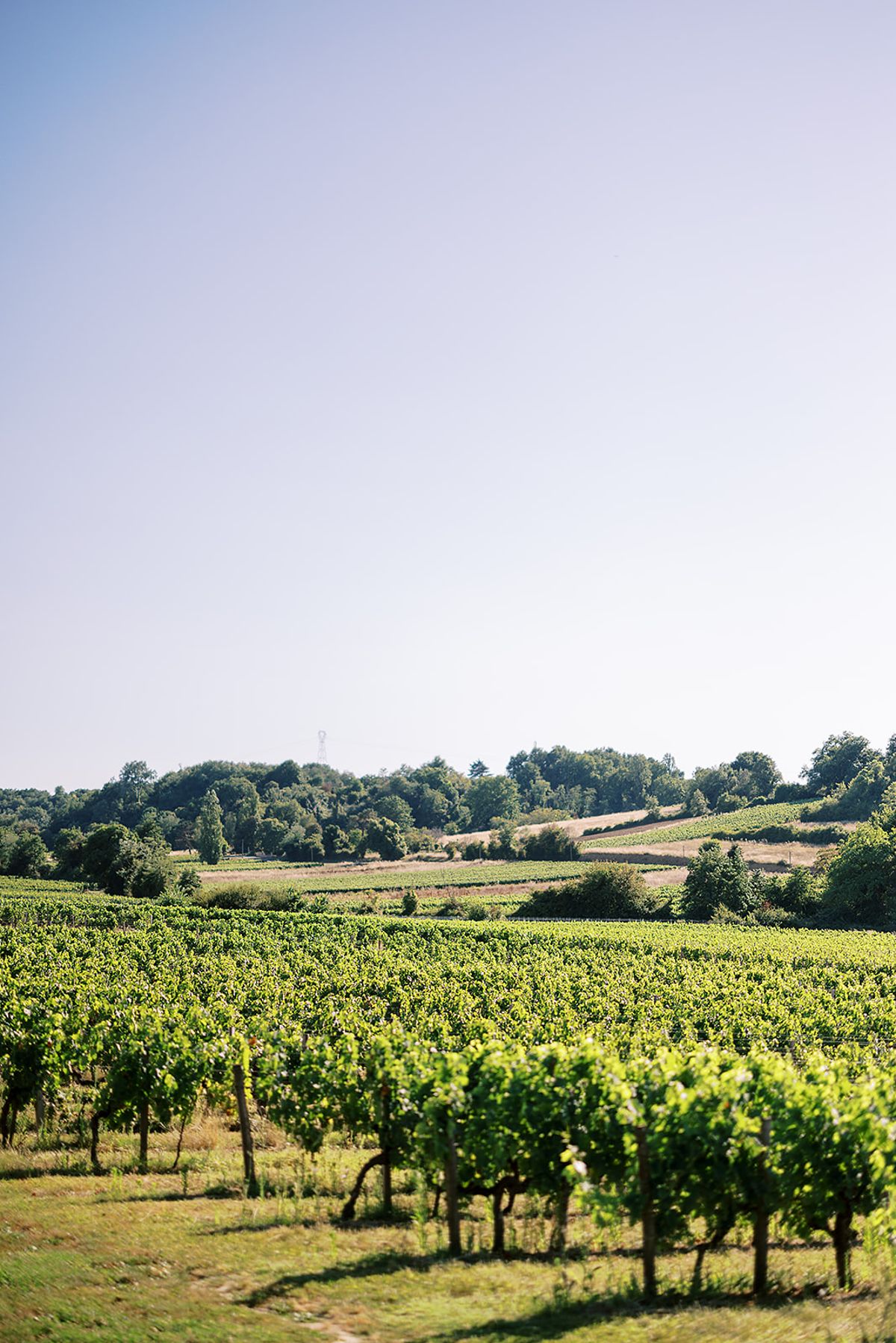 Green vine rows stretch across gentle hills with scattered trees beneath a clear, pale blue sky.