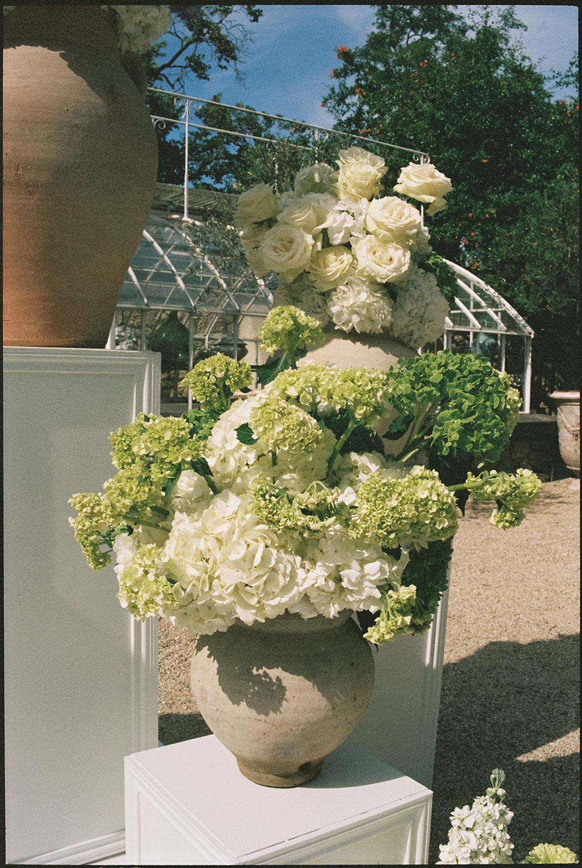 A tall terracotta urn of white hydrangea and roses on a white pedestal by the greenhouse