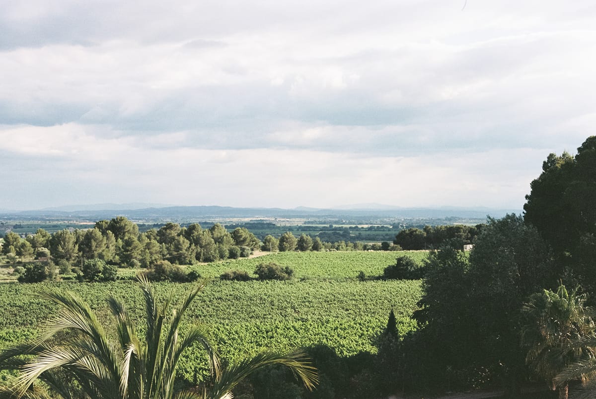 View over the Languedoc vineyards from the estate grounds