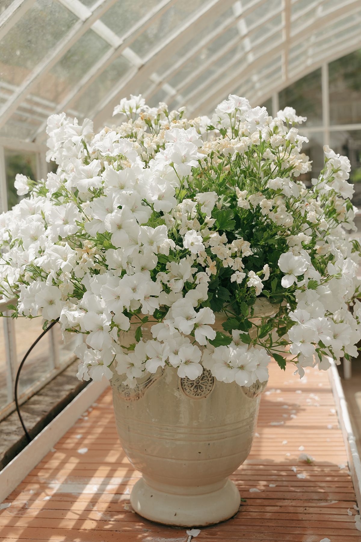 An urn of white flowers on a table inside the glass greenhouse
