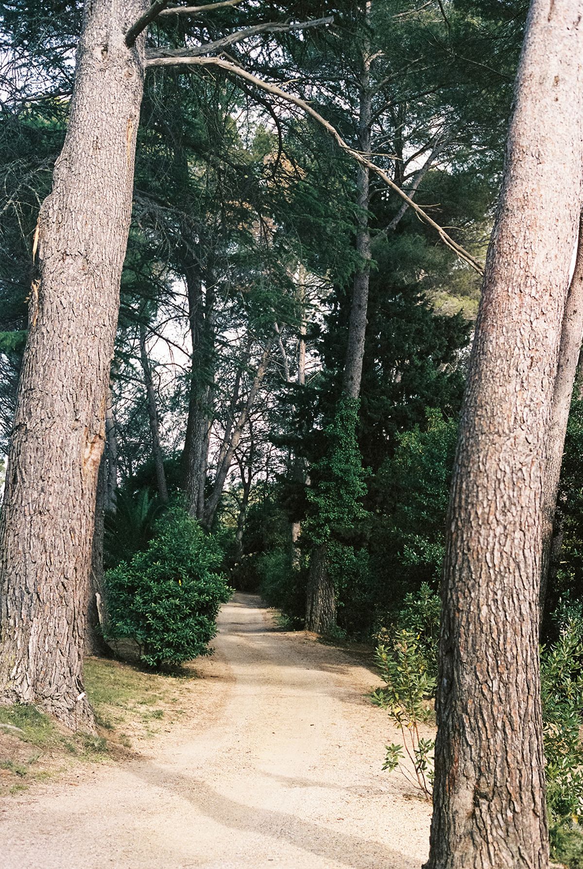 A sandy path between tall pines in the estate grounds
