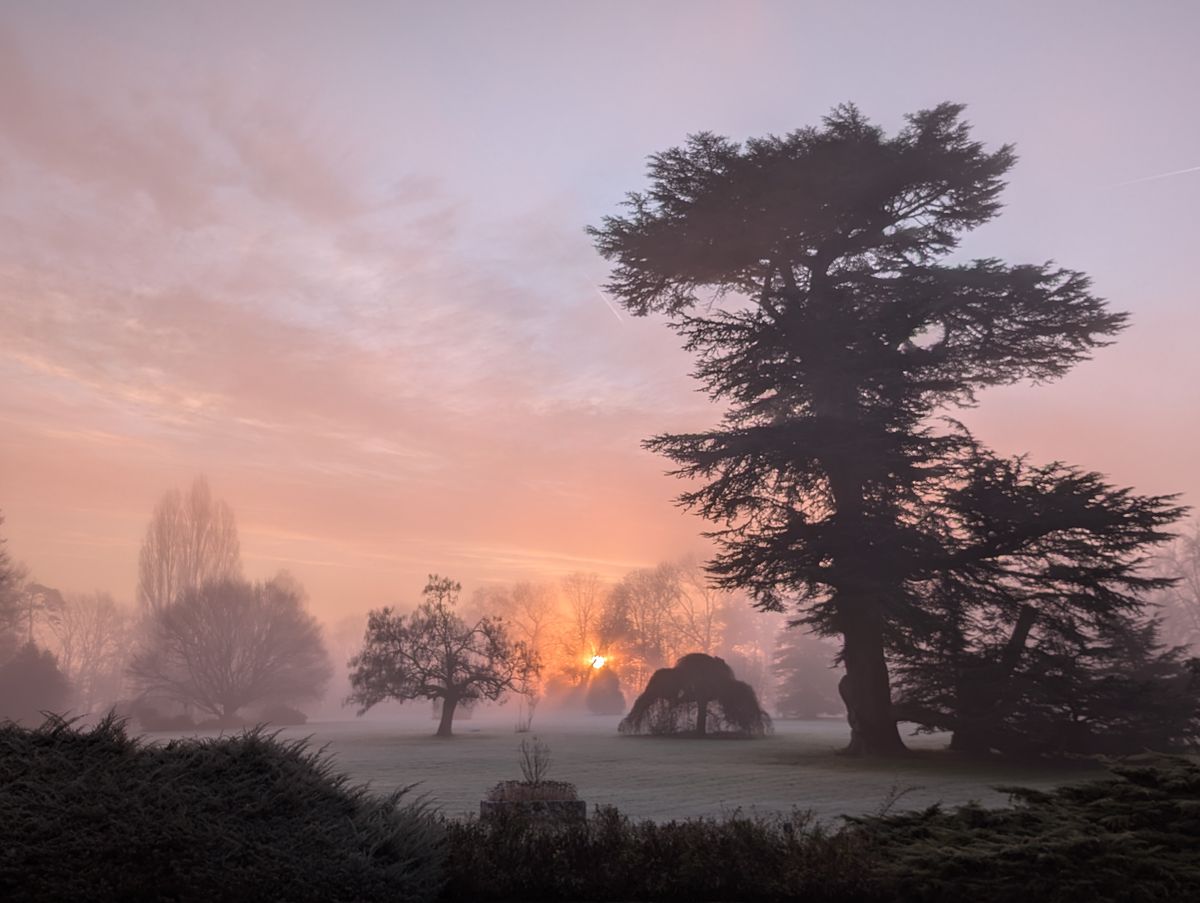 Mist over the park at sunrise, the Lebanon cedar in silhouette against a pink sky