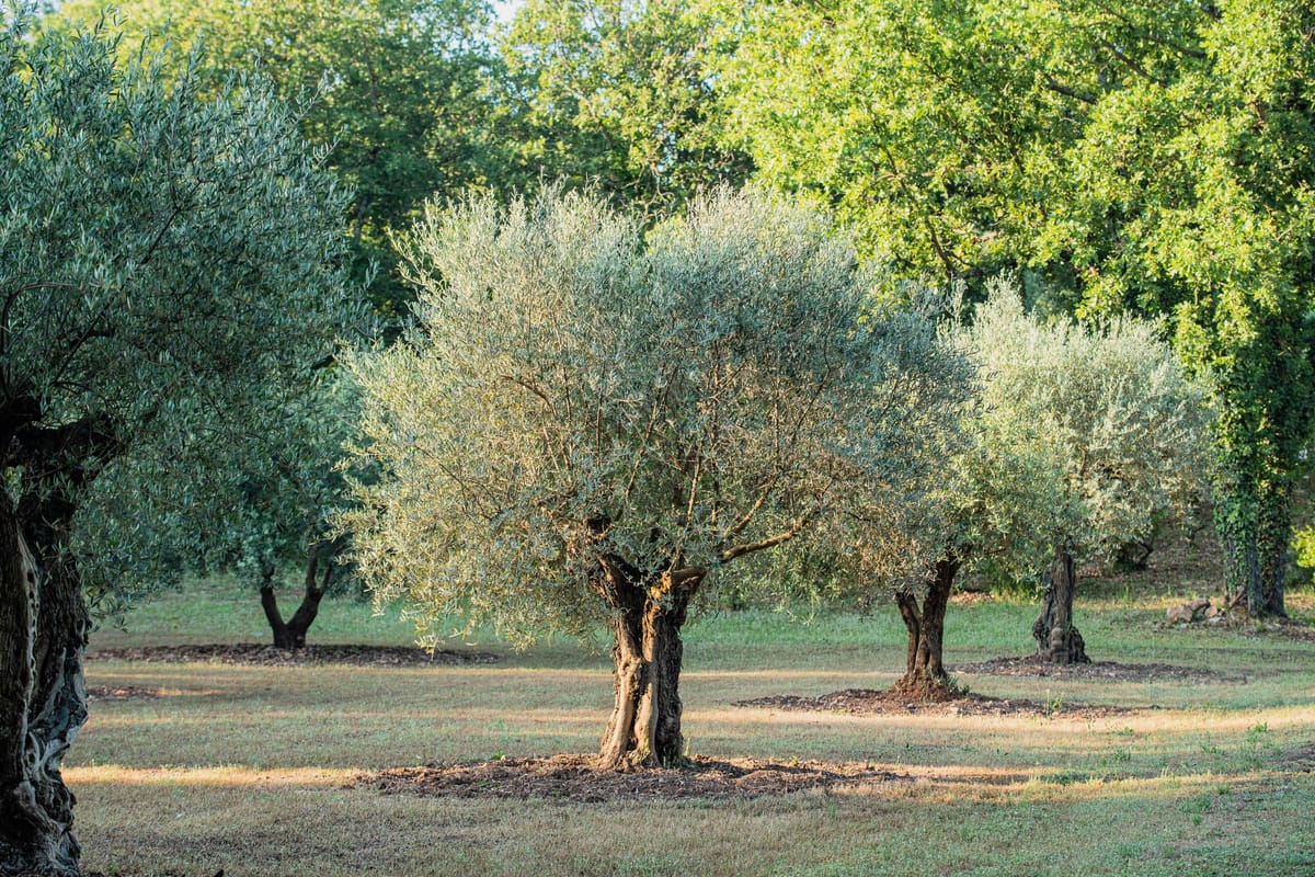 Olive grove with ancient trees at Domaine de Blacailloux wedding venue in Provence