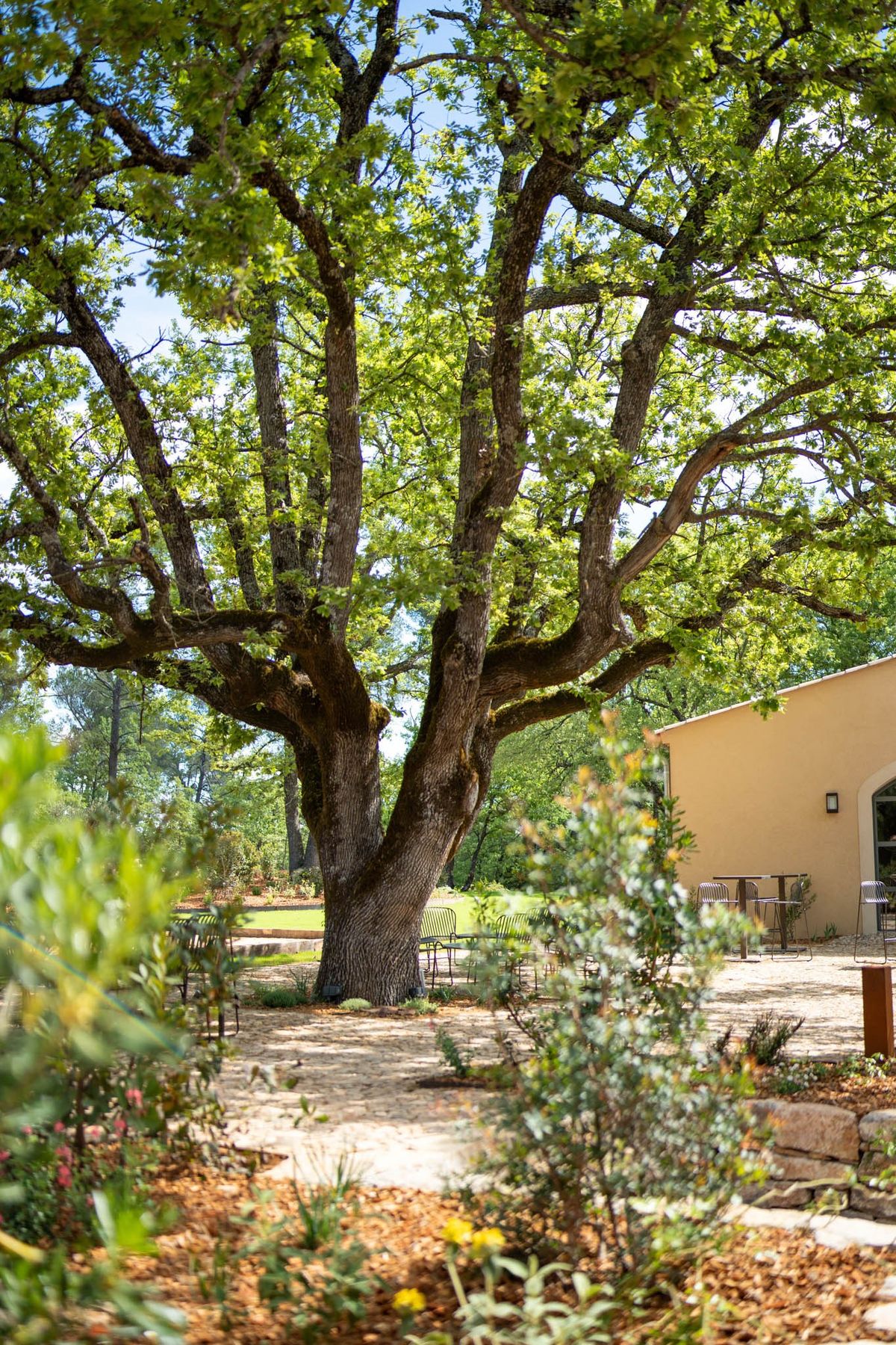 Ancient oak tree in gardens at Domaine de Blacailloux with bastide building and terrace seating