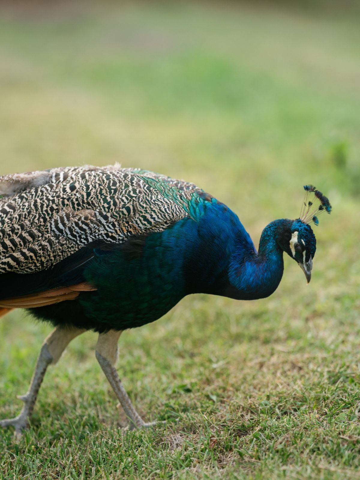 Peacock with blue and green plumage walking across the lawn