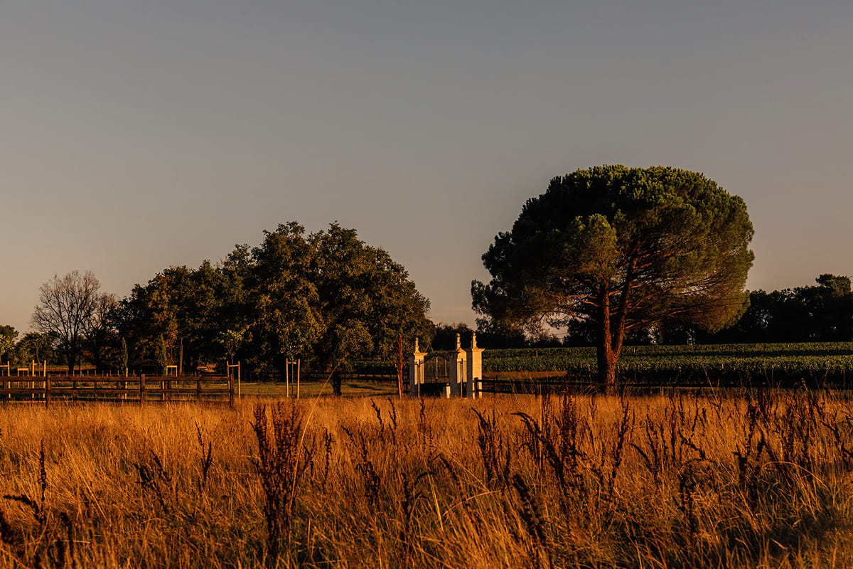Château de Beaulieu — Entrance gate + vineyard, wide