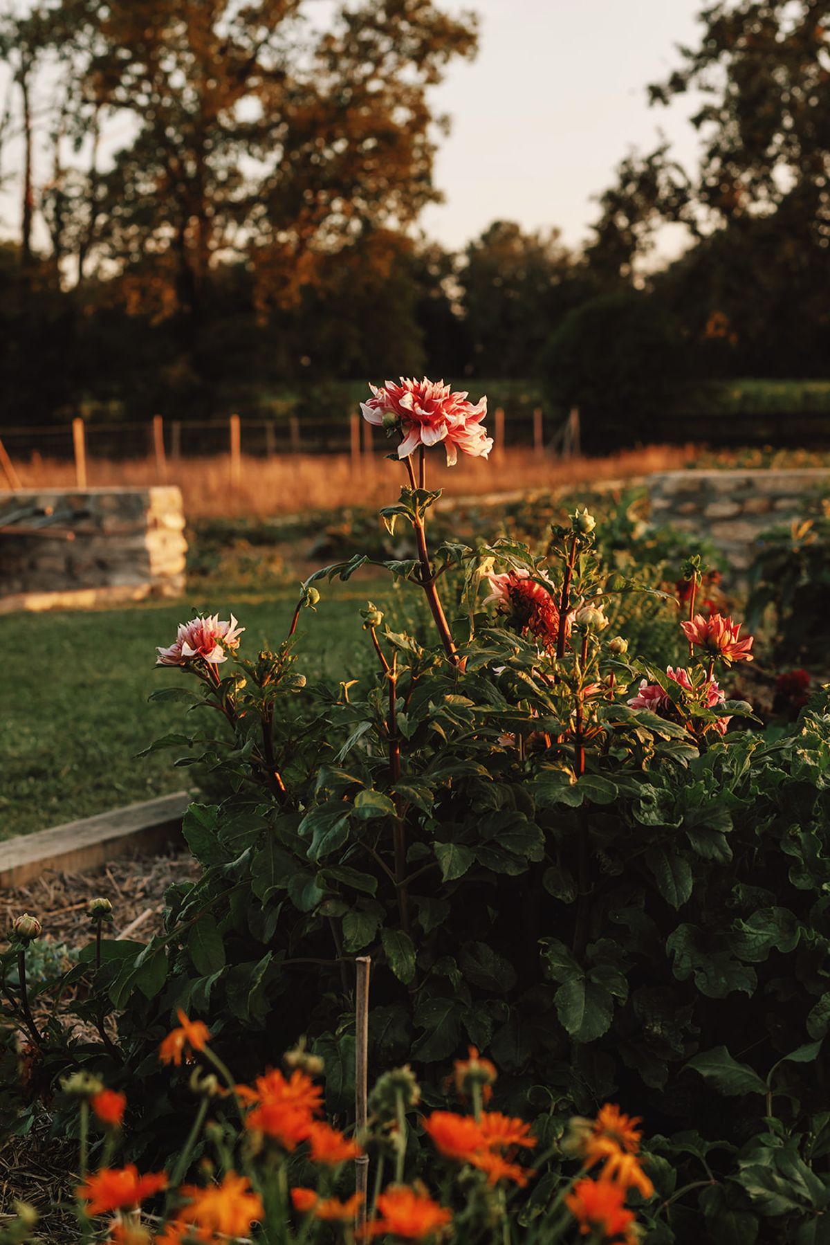 Château de Beaulieu — Garden — flower bed detail