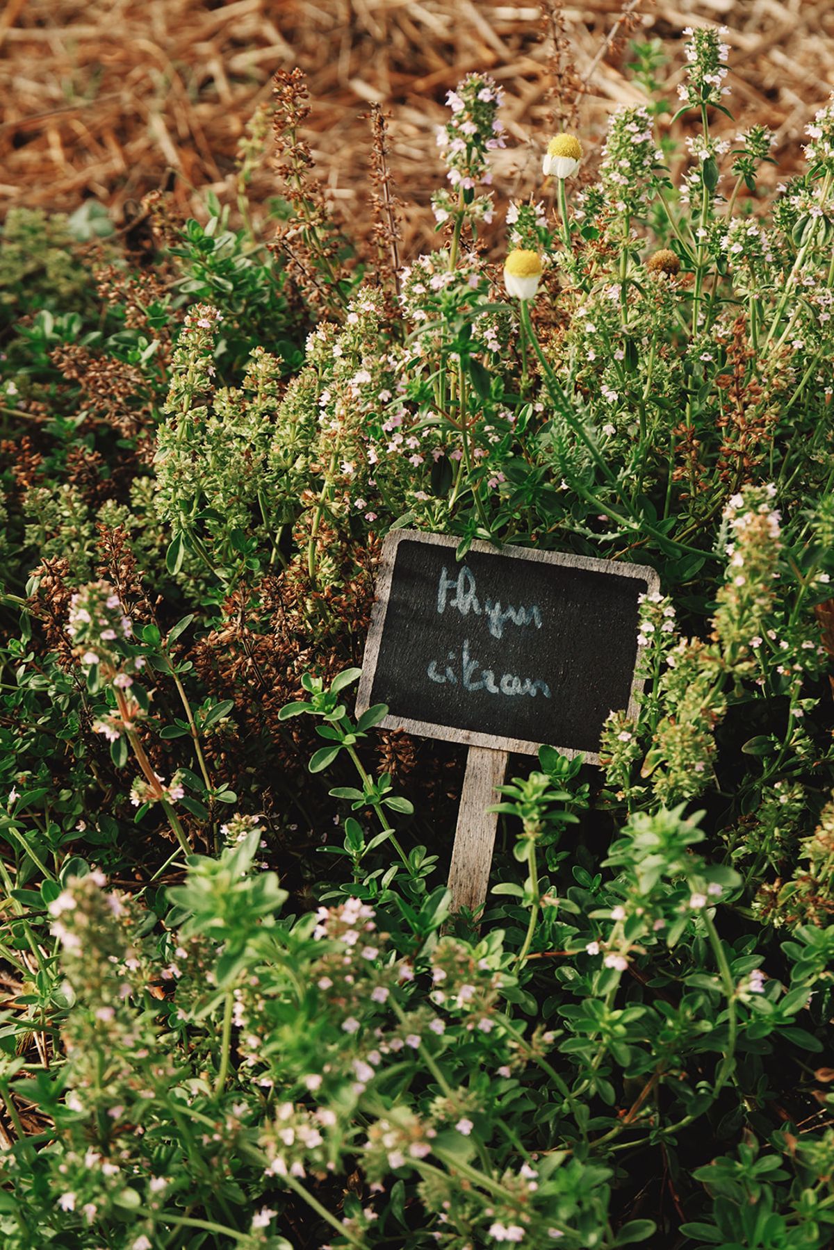 Château de Beaulieu — Herb garden — chalkboard sign