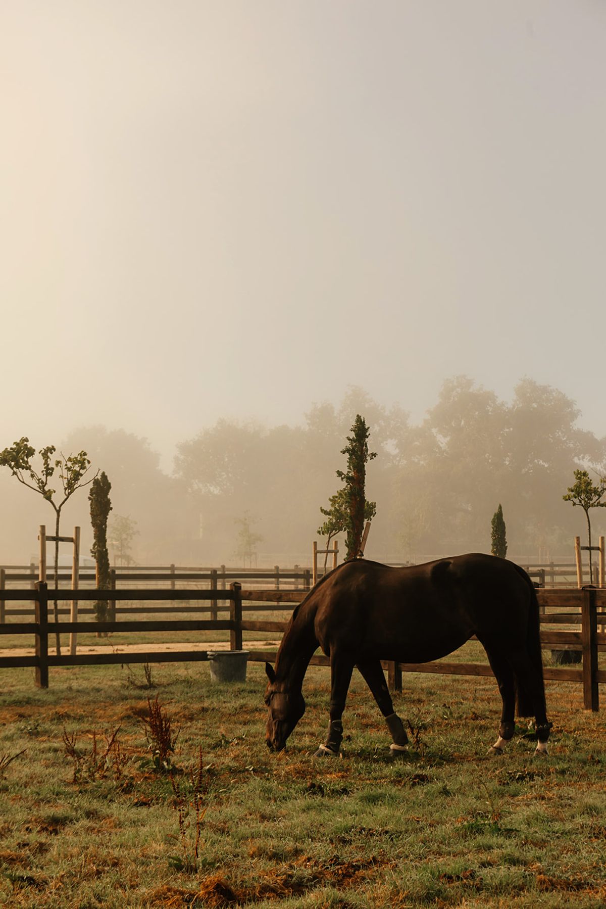 Château de Beaulieu — Horse grazing, misty morning