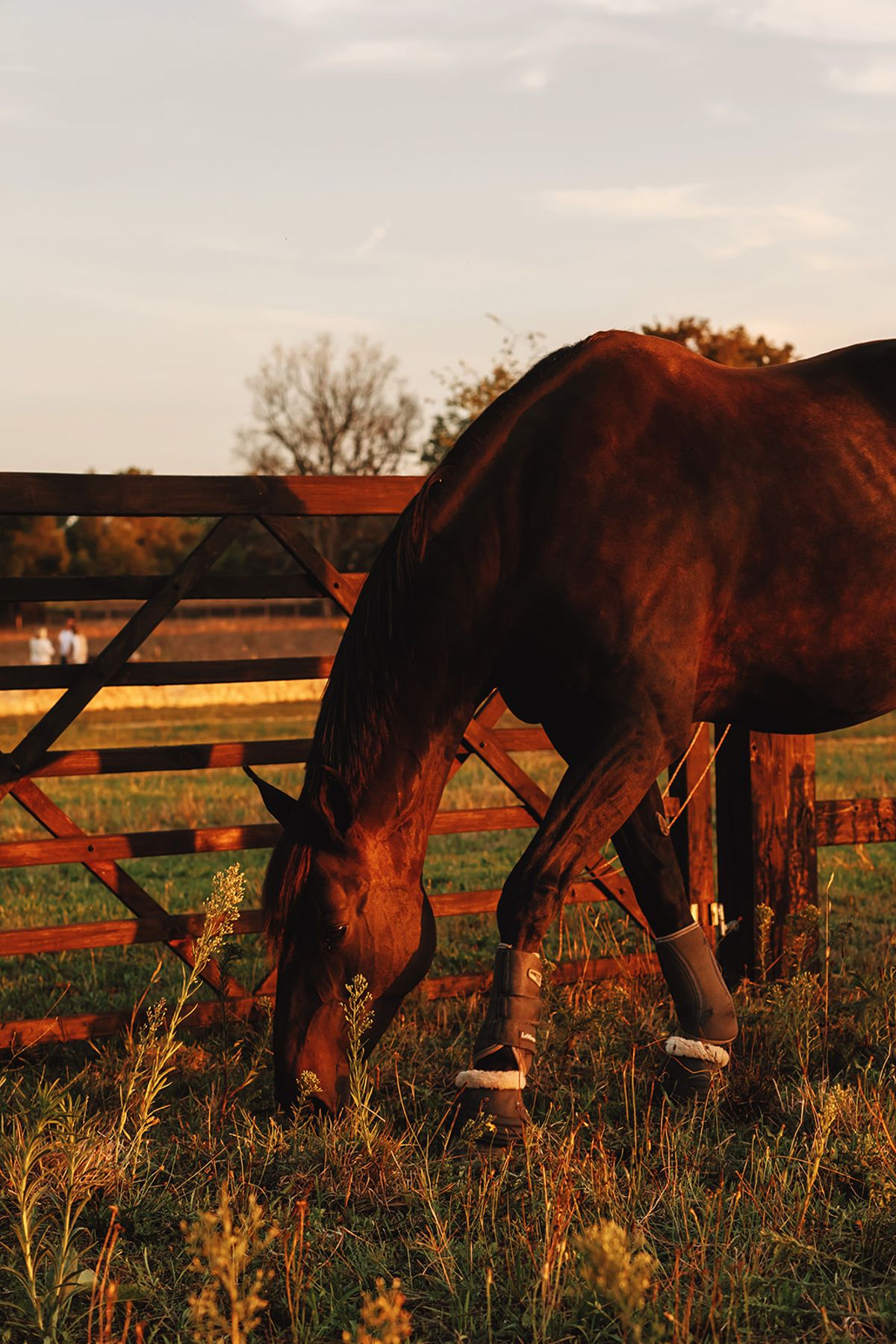 Château de Beaulieu — Horse in the paddock