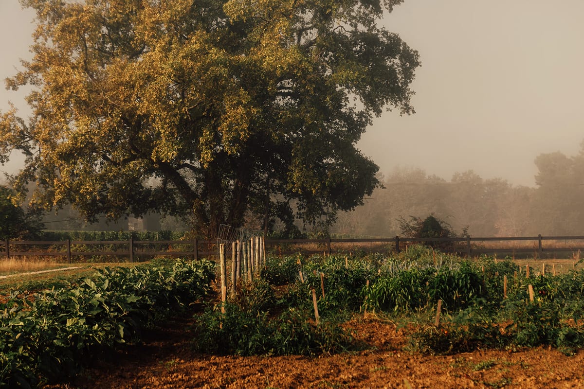 Château de Beaulieu — Kitchen garden, misty morning