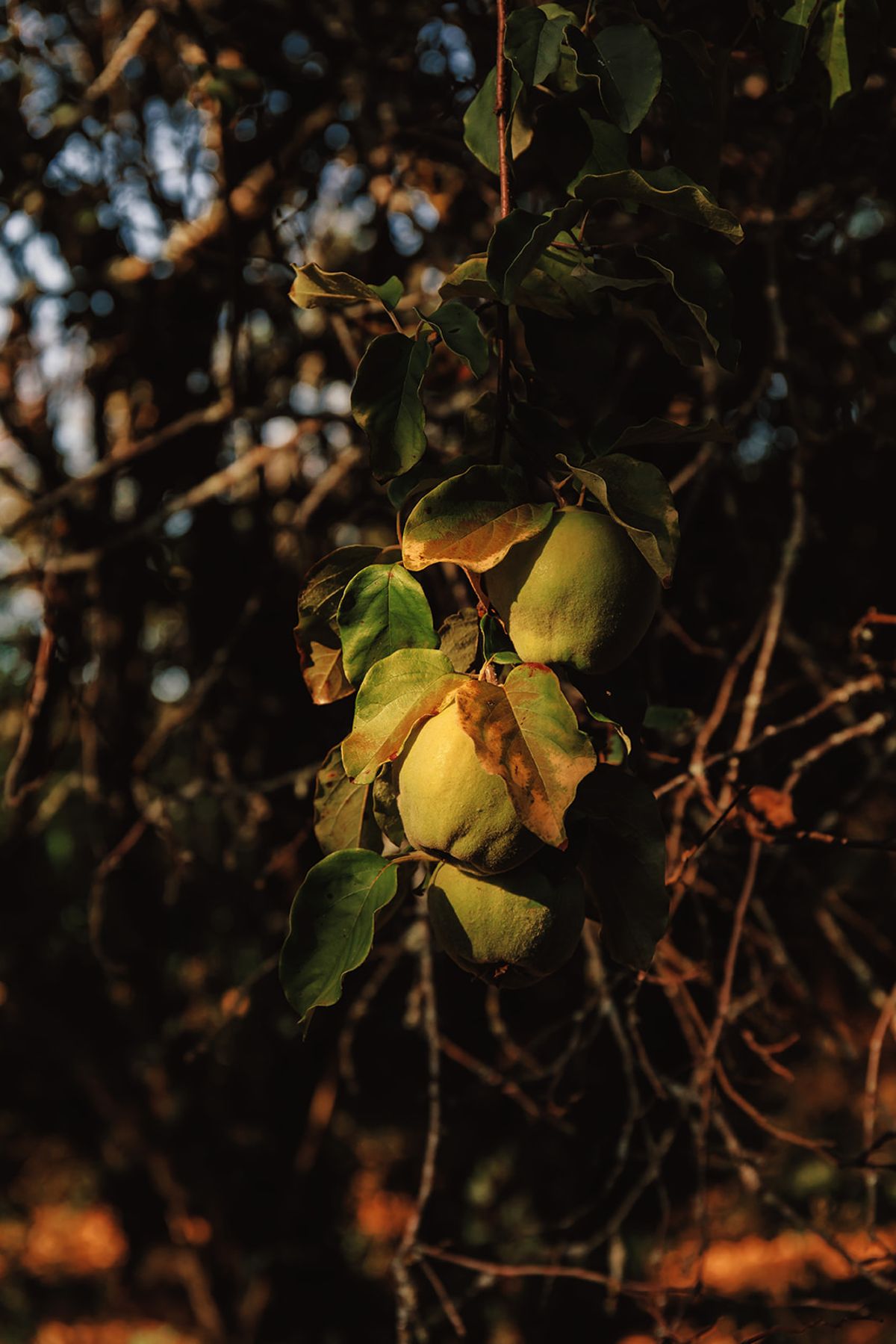 Château de Beaulieu — Orchard — fruit detail