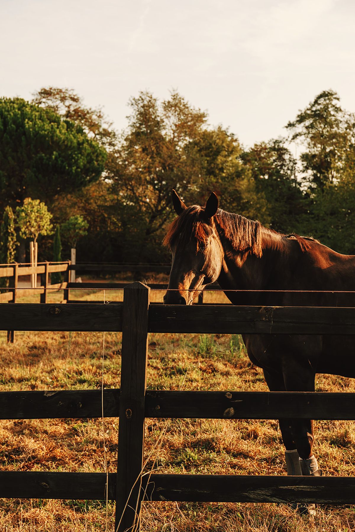 Château de Beaulieu — Paddock horse, golden hour