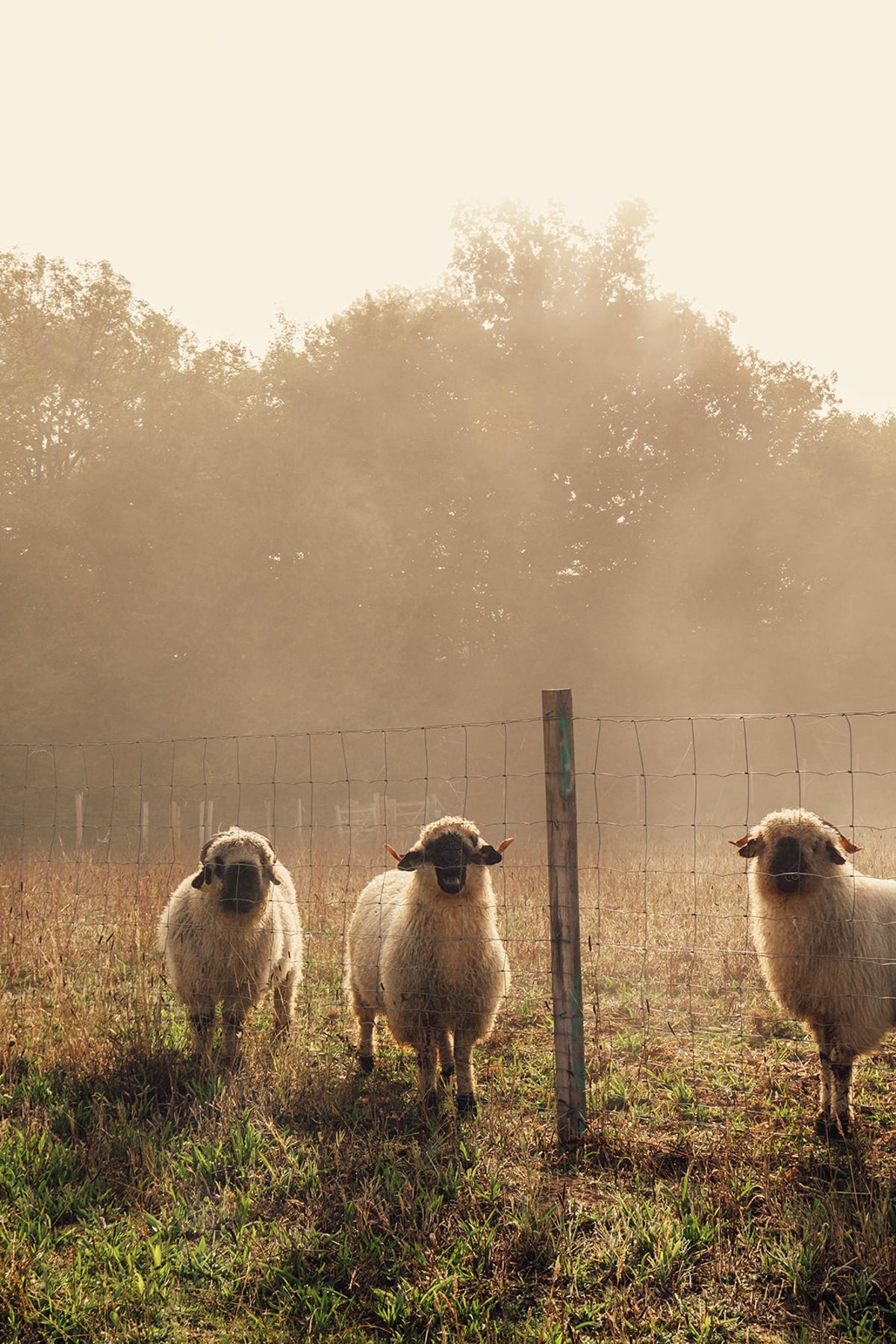 Château de Beaulieu — Sheep in paddock