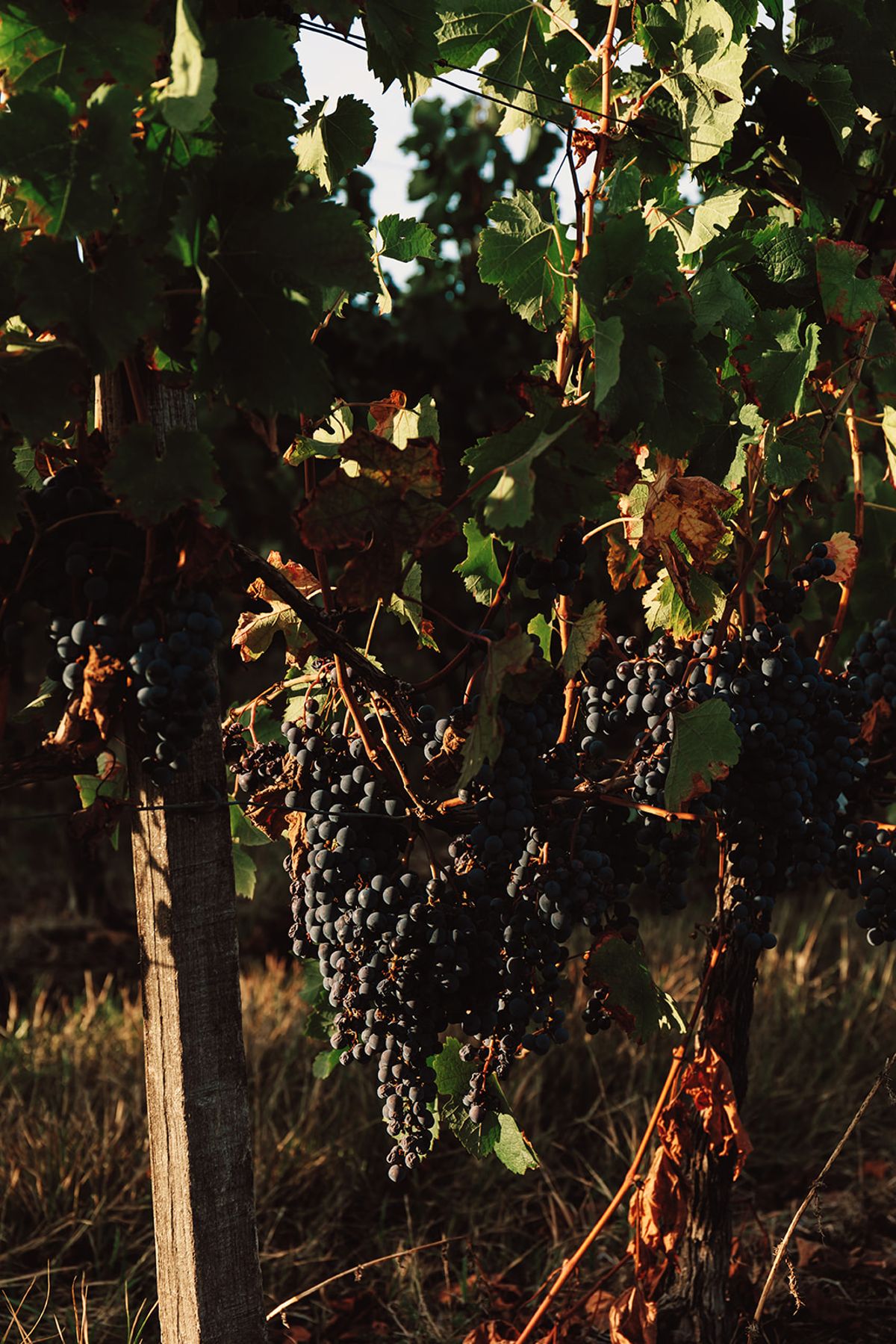 Château de Beaulieu — Vineyard — grape detail
