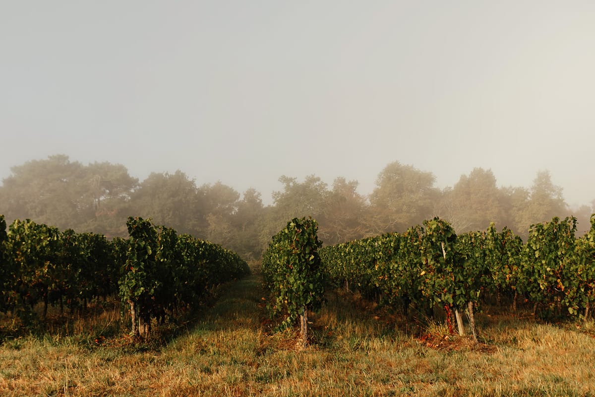Château de Beaulieu — Vineyard rows, misty morning