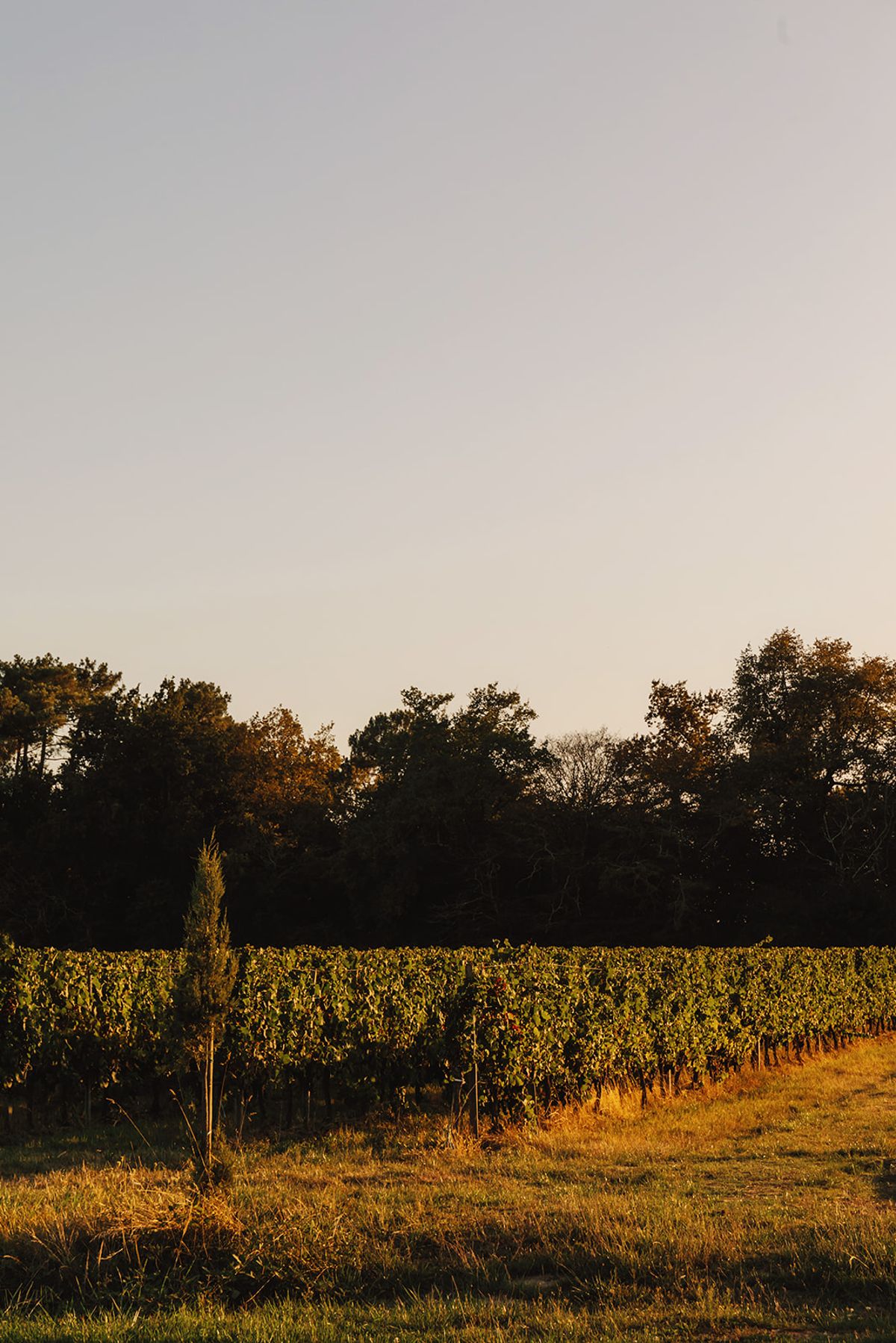 Château de Beaulieu — Vineyard rows, wide