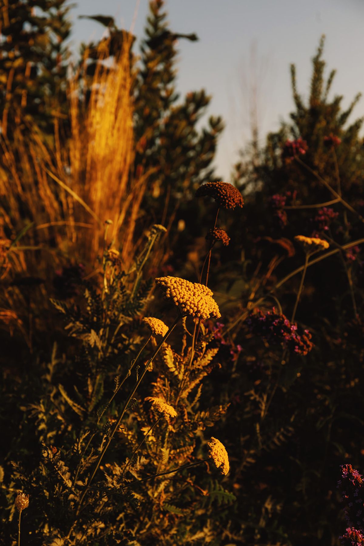 Château de Beaulieu — Wildflowers, close detail