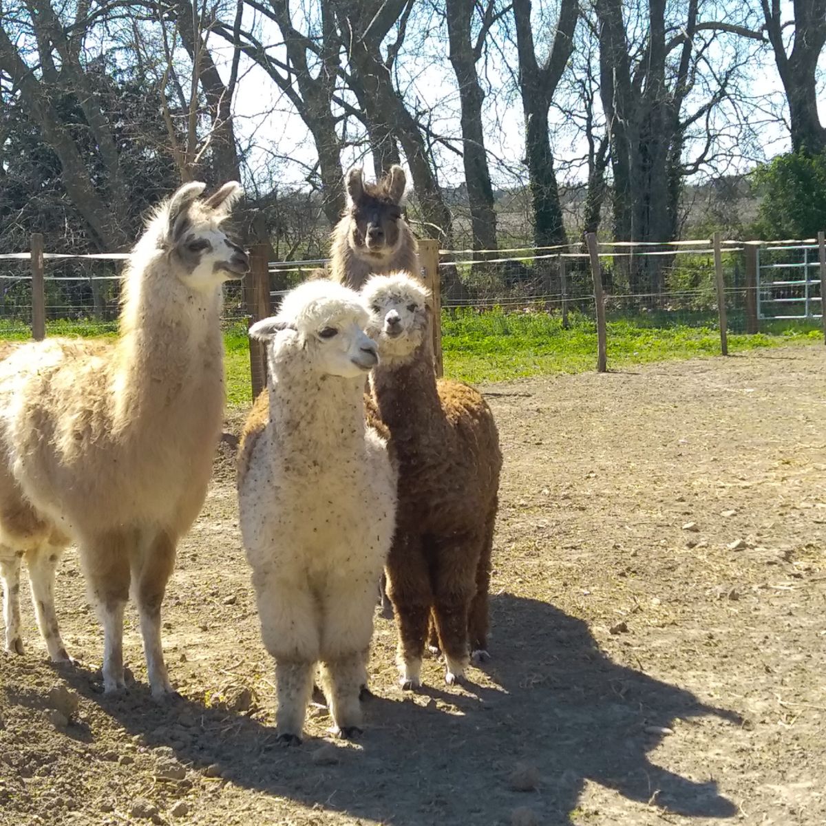 Llamas and alpacas standing in a fenced paddock on the estate.