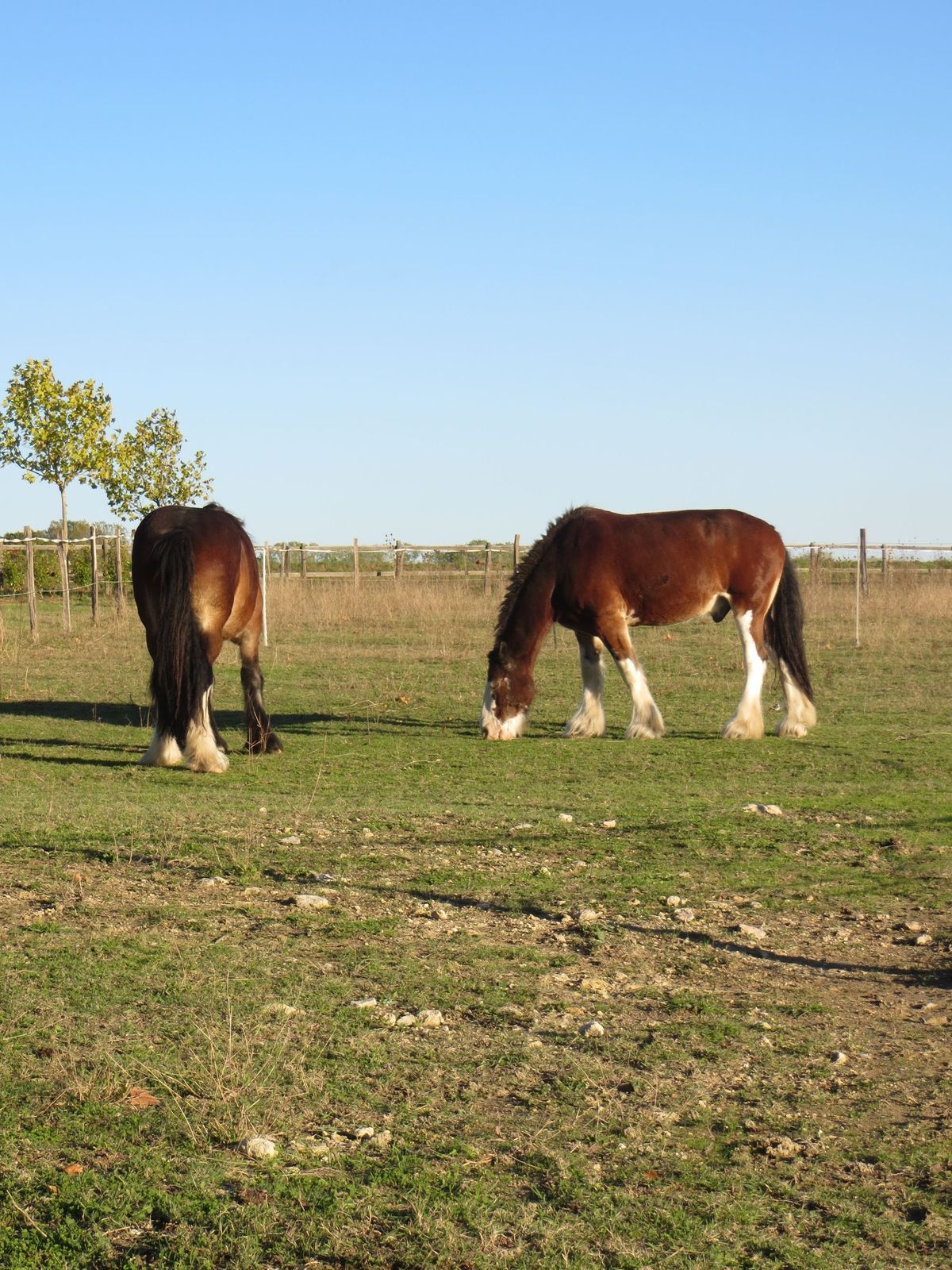 Two heavy horses grazing in a fenced paddock on the estate.