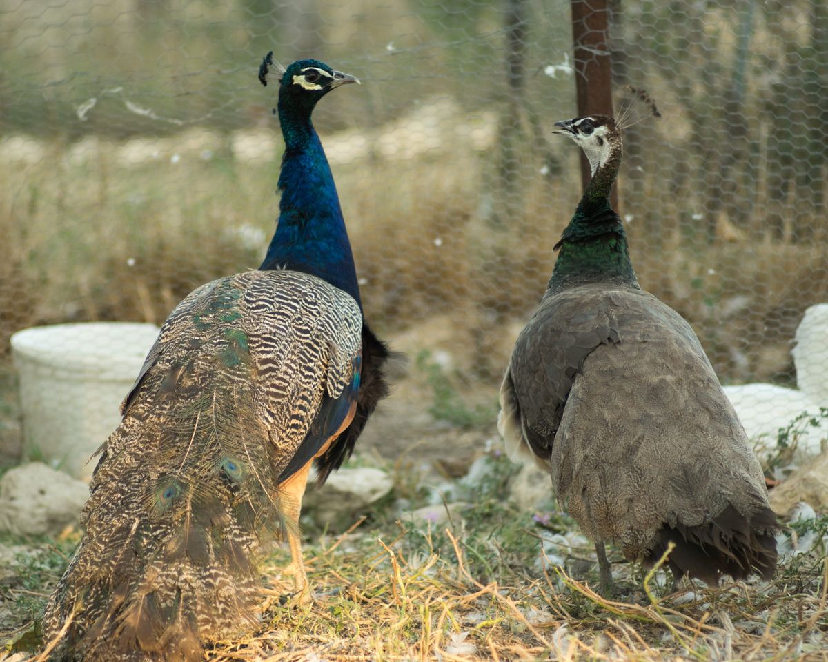 A peacock and a peahen in their enclosure on the estate.