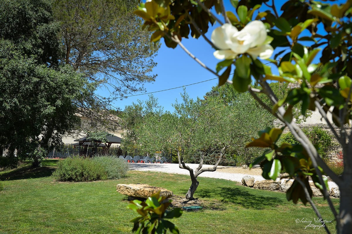 Lawned garden with a magnolia in bloom, an olive tree and a stone bench.