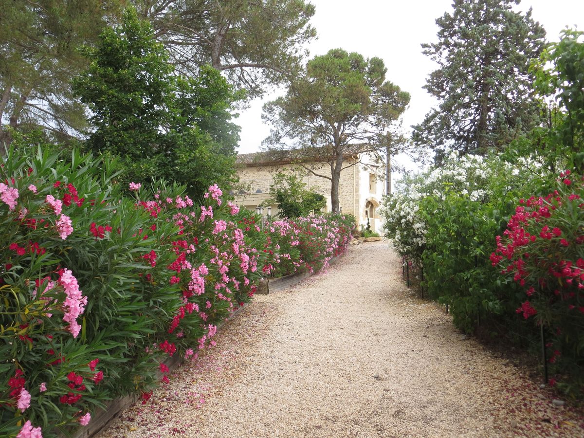 Gravel path bordered by pink and white oleander leading toward the stone buildings.