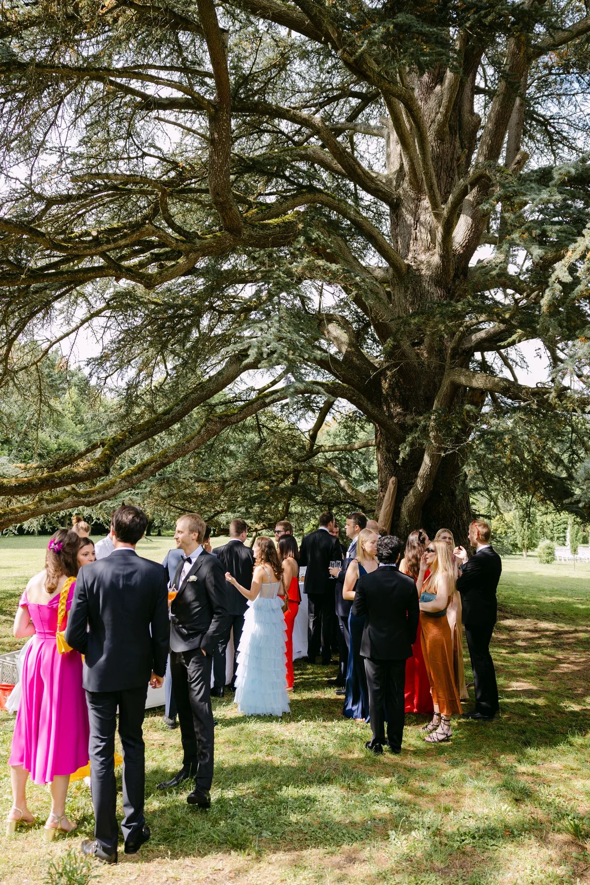 Guests gathered beneath a spreading cedar tree on the lawn