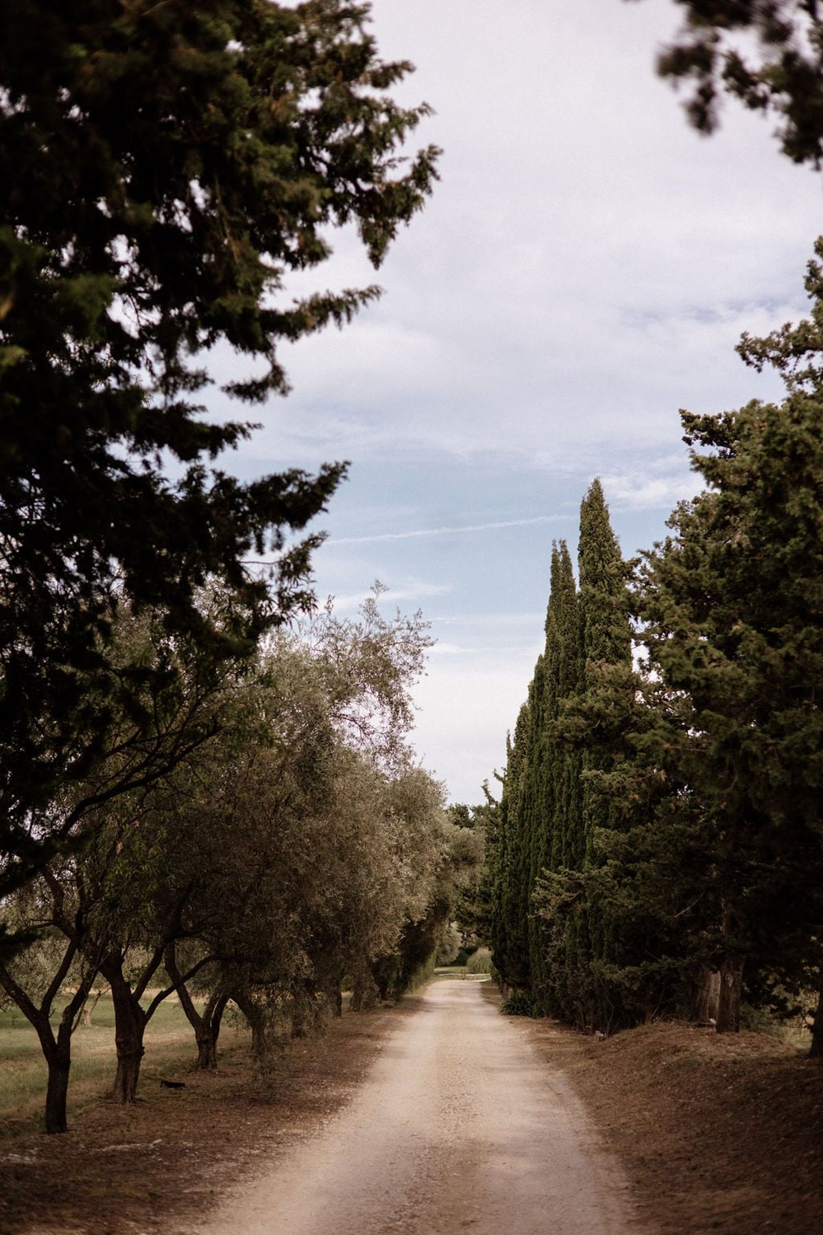 Mas D'Arvieux driveway lined with cypress and olive trees
