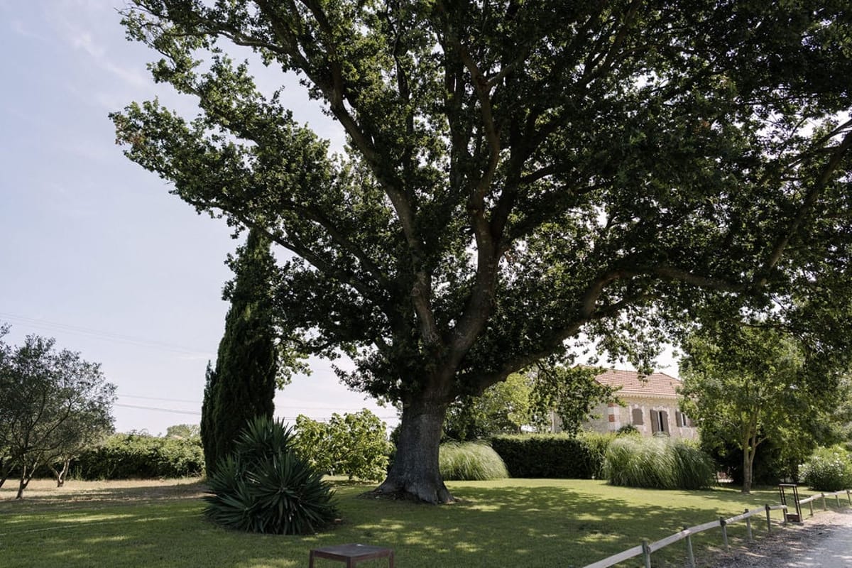 Mas D'Arvieux garden oak tree with the outbuilding roofline behind