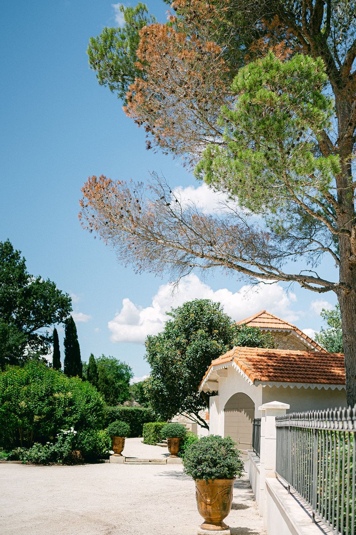 Mas D'Arvieux driveway lined with pine and cypress trees leading to the outbuildings