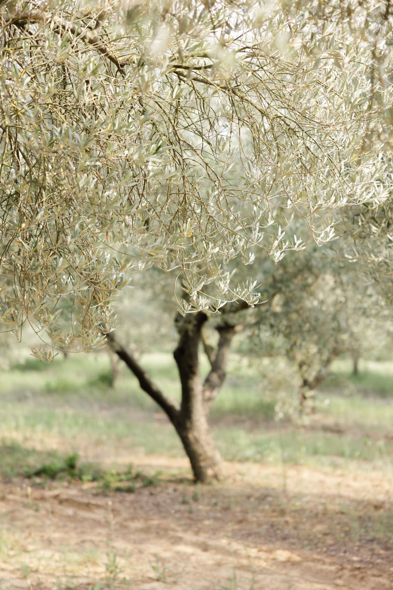 Olive grove with gnarled trunks and silver-green foliage shot with shallow depth of field